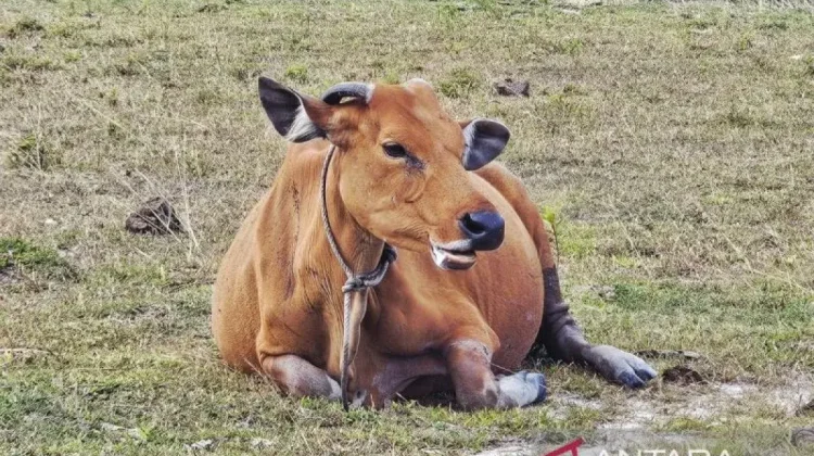 Natuna Maintains Natural Foot-and-Mouth Disease-Free Status