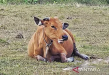 Natuna Maintains Natural Foot-and-Mouth Disease-Free Status