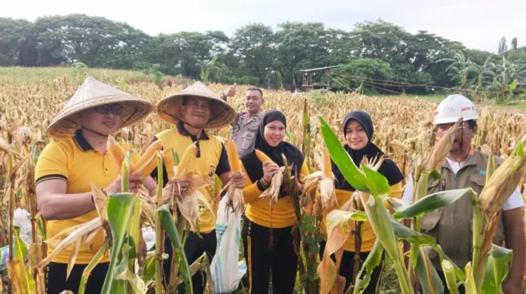 Kapolsek Tamalanrea Pimpin Panen Jagung Lima Hektar