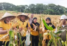 Kapolsek Tamalanrea Pimpin Panen Jagung Lima Hektar