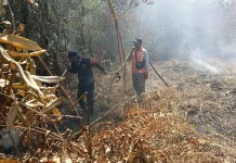 Pelalawan tetapkan siaga darurat Karhutla