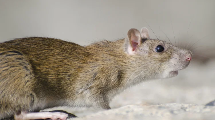 Ancaman Leptospirosis Mengintai, Tikus Jadi Penular Utama