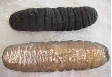 Lestarikan alam Tanimbar lewat tradisi sasi