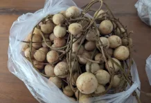 Buah Rambai Menyimpan Ragam Keunikan dan Manfaat