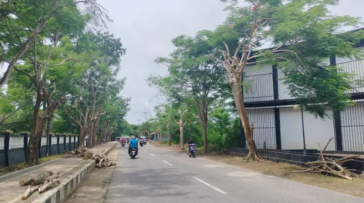 DLH Malra Pangkas Pohon Jalan Merdeka Demi Keamanan