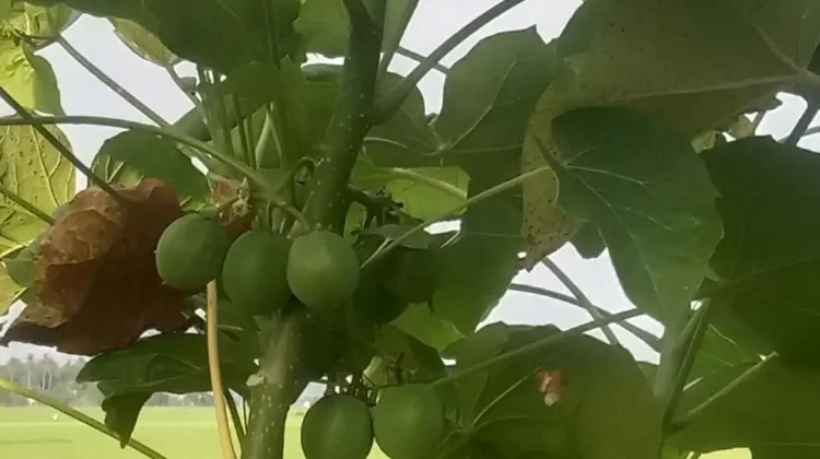 Daun Jarak Sebagai obat penurun panas alami