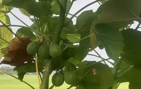 Daun Jarak Sebagai obat penurun panas alami