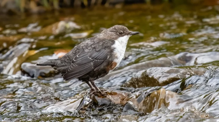 Fakta Menarik dari Burung Dipper si Penyelam Handal
