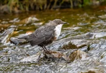 Fakta Menarik dari Burung Dipper si Penyelam Handal