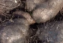 Mengenal Makanan Khas Ubi Hasil  Kebun Masyarakat Kepulauan Tanimbar