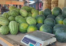 Stok Lokal Menurun, Empat Ton Semangka Didatangkan dari Besitang