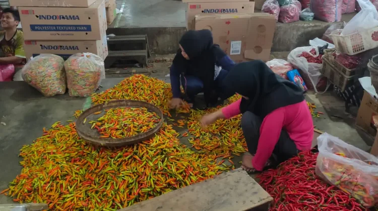 Kelembaban Tinggi Hama Tanaman Cabai Sulit Dikendalikan