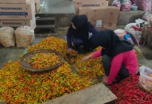 Kelembaban Tinggi Hama Tanaman Cabai Sulit Dikendalikan