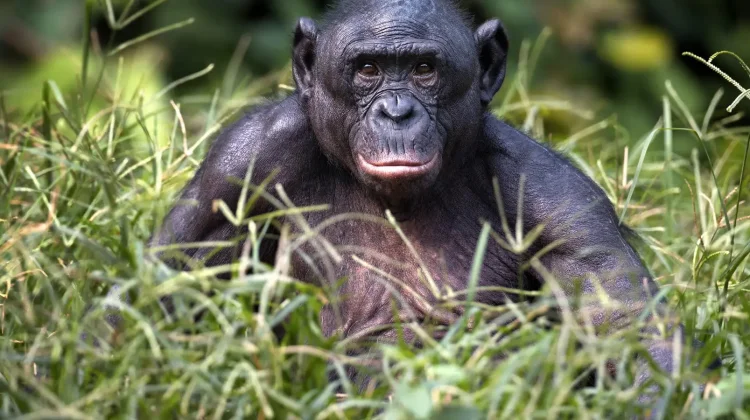 Hari Bonobo Sedunia Setiap 14 Februari, Simak Sejarahnya