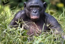 Hari Bonobo Sedunia Setiap 14 Februari, Simak Sejarahnya