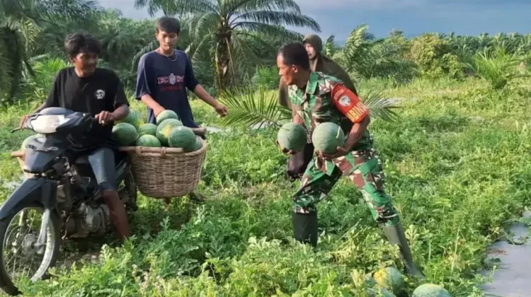 Hasil Panen Semangka Suka Makmur Tembus Pasar Lokal