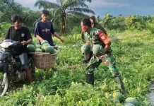 Hasil Panen Semangka Suka Makmur Tembus Pasar Lokal