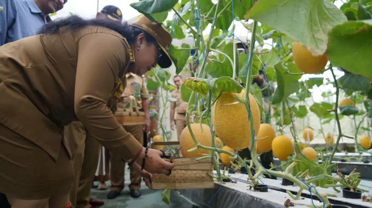 Prospek Budidaya Melon di Gunungkidul Menjanjikan