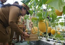 Prospek Budidaya Melon di Gunungkidul Menjanjikan