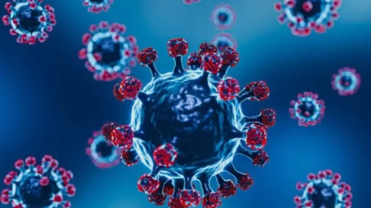 Waspada Virus Nipah di Sultra
