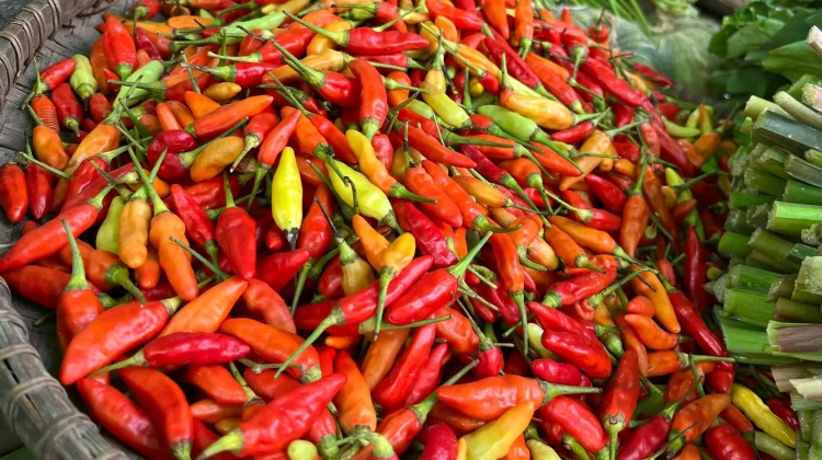 Harga Cabai di Sanggau Tembus 100 Ribu Perkilogram