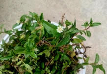 Ramuan Urang-Aring, Rambut Lebat Berkilau Alami