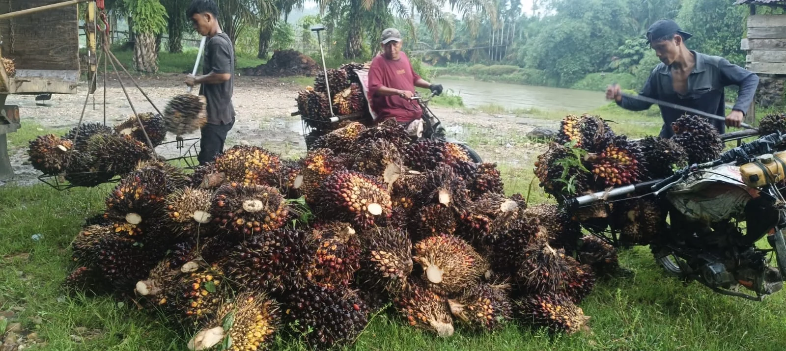 Harga TBS Sawit di Aceh Anjlok Imbas Aturan Ekspor Satu Pintu, Petani Mulai Keluhkan Pendapatan