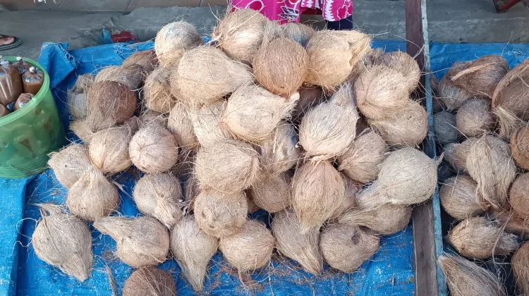 Harga Kelapa di Singkil Stabil jelang Ramadan