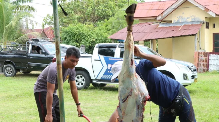 Polres Aceh Singkil Sembelih Empat Ekor Sapi Meugang