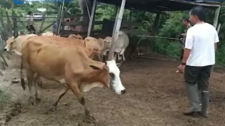 Dinas Peternakan Singkil Pastikan Daging Meugang Aman Konsumsi