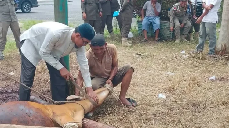 Sapi Bantuan Presiden Dipastikan Tersalurkan ke Warga di Subulussalam