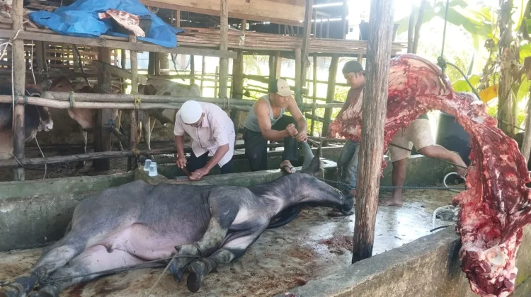 Bantuan Daging Meugang dari Presiden di Singkil Mendapat Sorotan