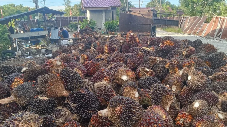 Harga TBS Sawit di Singkil Naik Rp2.500 Perkilo
