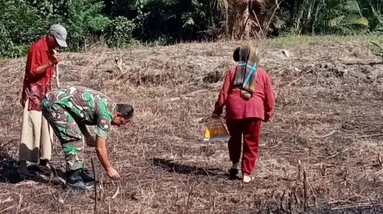 Petani Desa Tangga Besi Genjot Produksi Jagung Nasional