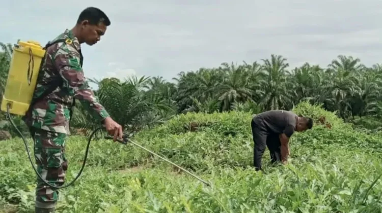 Strategi Petani Semangka Amankan Produksi Dari Gangguan Hama