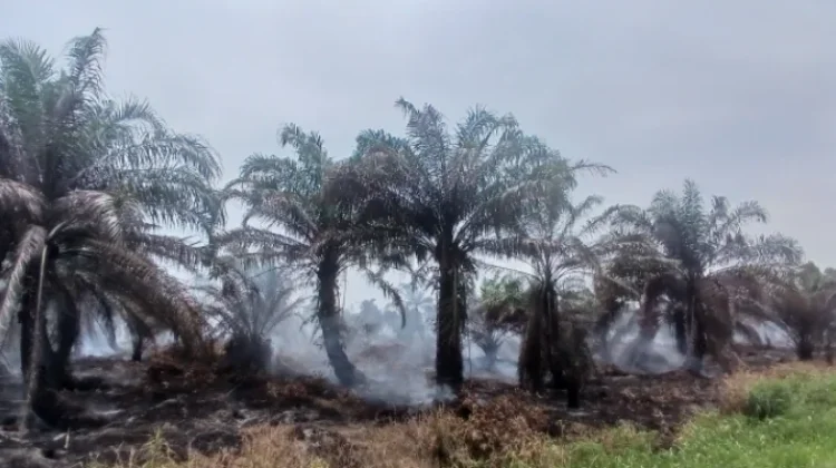 Puluhan Hektare Lahan Perusahaan Sawit di Singkil Terbakar