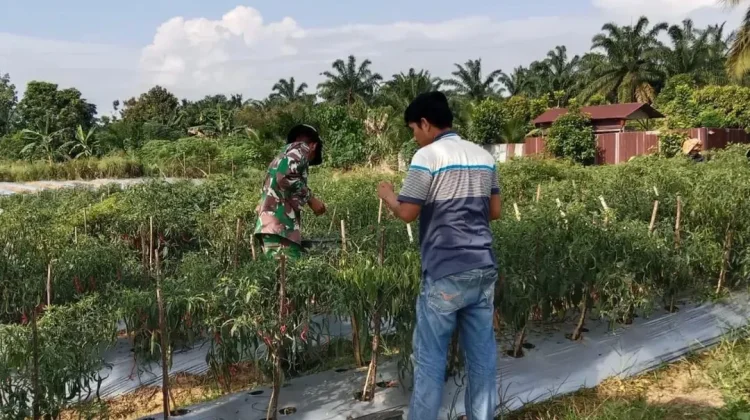 Dorong Ketahanan Pangan Babinsa Ikut Panen Cabai Warga