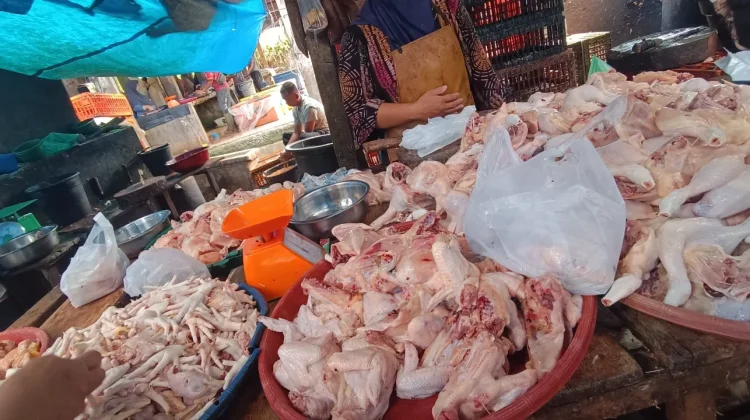 Harga Ayam Potong Aceh Singkil Turun