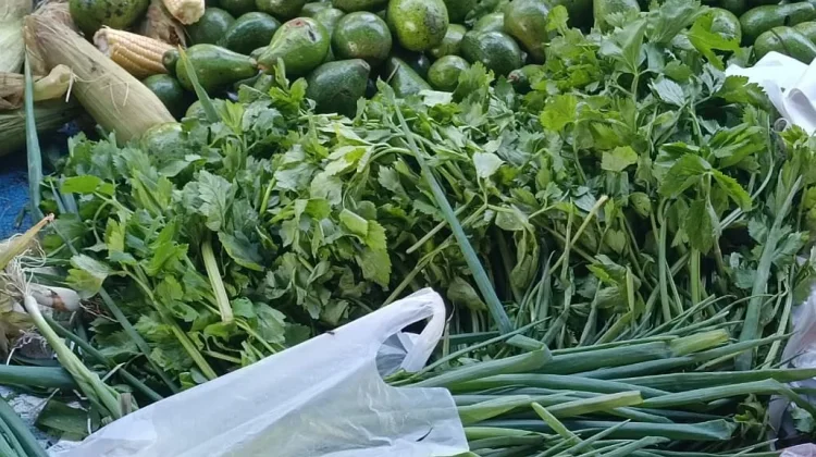 Harga Daun Sop di Aceh Singkil Melonjak