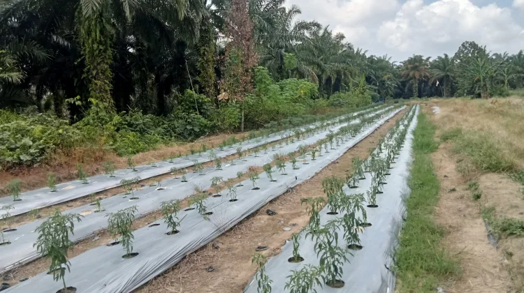 Petani Cabai di Singkil Targetkan Panen di Akhir Ramadan