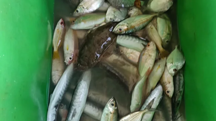 Pasca Lebaran, Ikan Laut Sulit Didapatkan di Aceh Singkil