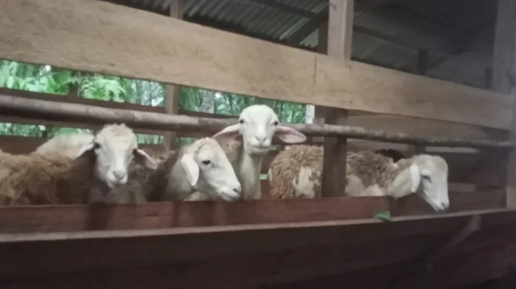 Kambing Bumdes Desa Penanggalan Subulussalam Kini Siap Jual