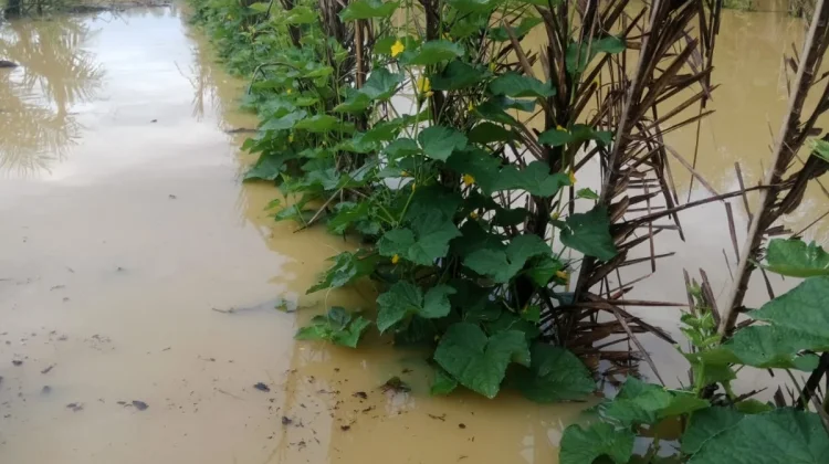 Banjir Rendam Lahan Pertanian Warga di Aceh Singkil