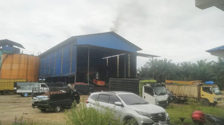 PT Bensuli Salam Makmur Beli Brondolan Sawit Rp4.150 Perkilogram