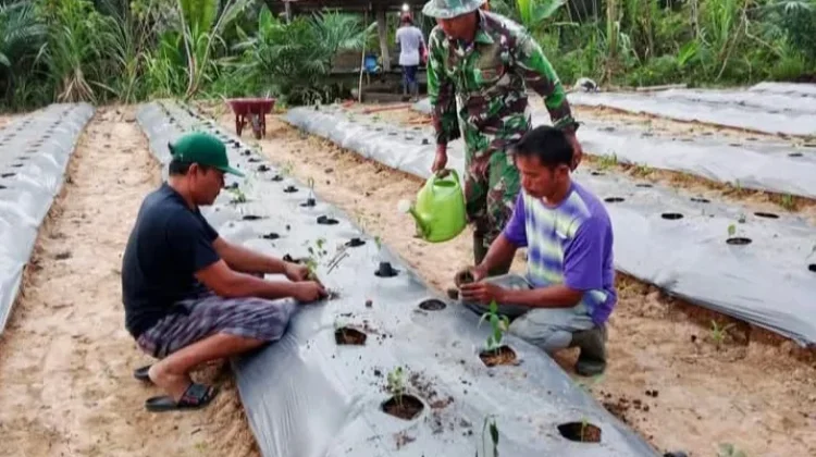TNI di Singkil Dukung Petani Siapkan Ketahanan Pangan