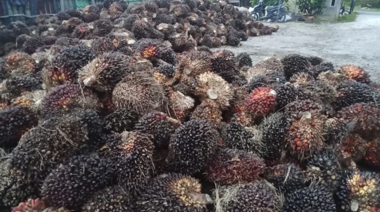Pasca Lebaran Harga TBS Sawit diSingkil Naik Rp2.600