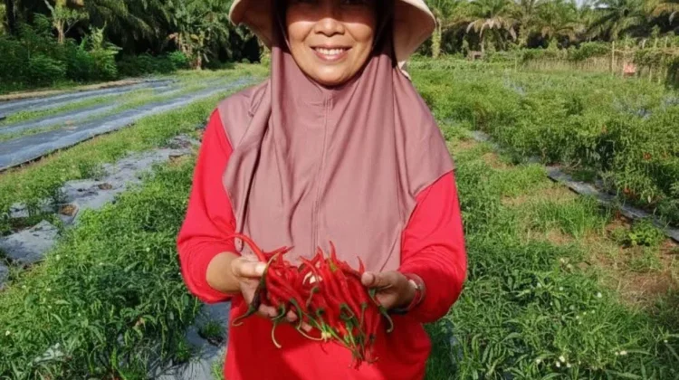 Harga Cabe Merah di Aceh Singkil Anjlok, Petani Merugi