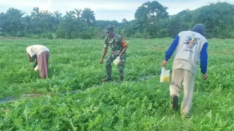 Sinergi TNI Bersama Petani di Subulussalam Tingkatkan Kualitas Buah Semangka