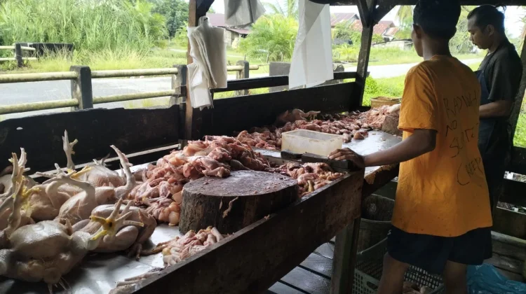 Harga Ayam Potong di Aceh Singkil Stabil