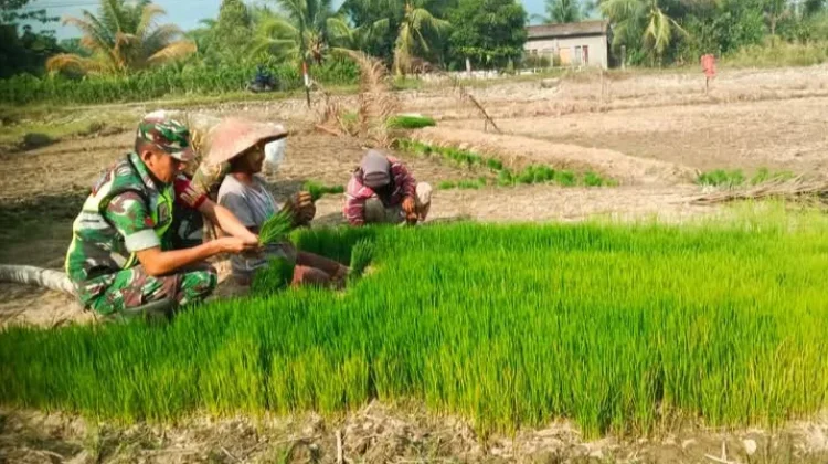 TNI dan Petani di Singkil Bersinergi Perkuat Ketahanan Pangan
